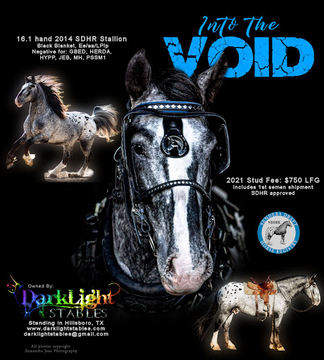 Heavy Draft Horse - Into The Void (Appaloosa)